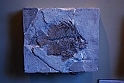 I Fossili di Bolca_14